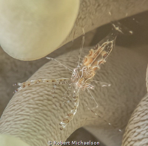 Sun anemone shrimp. Nikon D90 with dual strobes a +5 diopter by Robert Michaelson 
